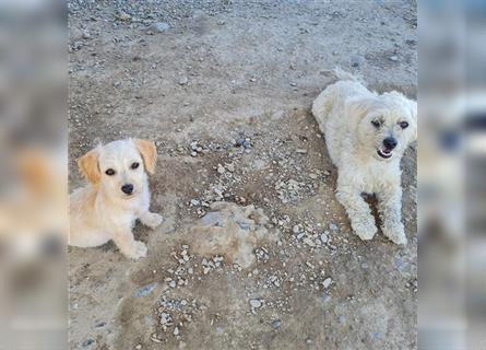 Sancho und Pancho, unschlagbares Duo sucht gemeinsames Zuhause