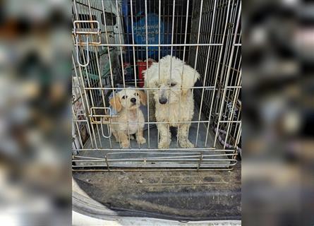 Sancho und Pancho, unschlagbares Duo sucht gemeinsames Zuhause