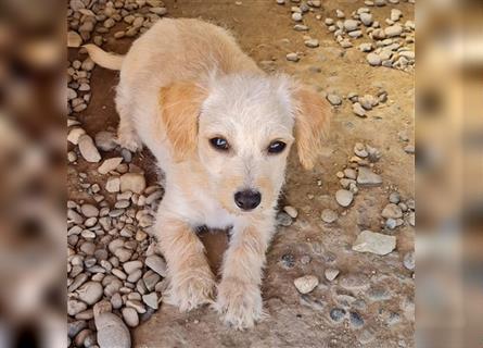 Sancho und Pancho, unschlagbares Duo sucht gemeinsames Zuhause