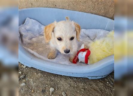 Sancho und Pancho, unschlagbares Duo sucht gemeinsames Zuhause