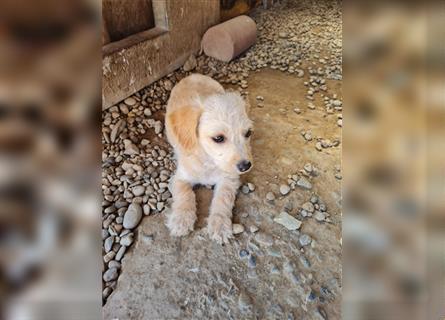 Sancho und Pancho, unschlagbares Duo sucht gemeinsames Zuhause