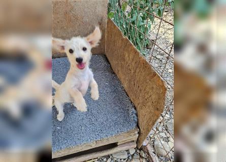 Sancho und Pancho, unschlagbares Duo sucht gemeinsames Zuhause