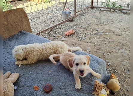 Sancho und Pancho, unschlagbares Duo sucht gemeinsames Zuhause