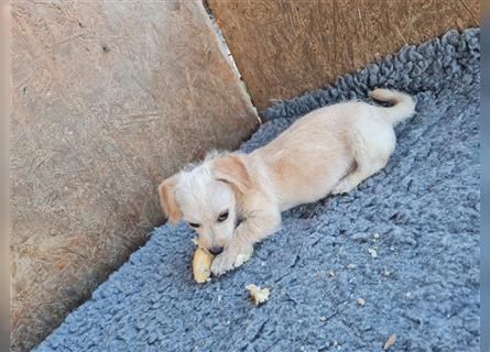 Sancho und Pancho, unschlagbares Duo sucht gemeinsames Zuhause