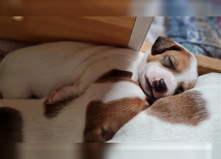 Bildschöne Jack Russell Terrier Welpen