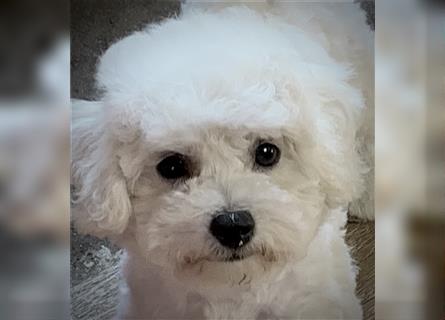 Bichon frise Welpen bildschön - suchen im Juli ein liebes Zuhause