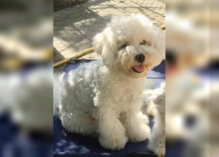 Bichon frise Welpen bildschön - suchen im Juli ein liebes Zuhause