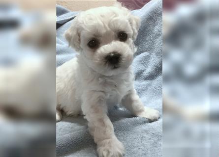 Bichon frise Welpen bildschön - suchen im Juli ein liebes Zuhause