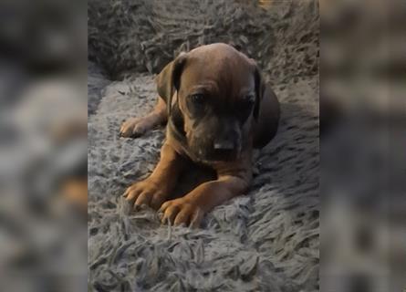 Reinrassige Rhodesian Ridgeback Welpen