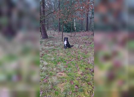 Australian Shepherd X Border Collie