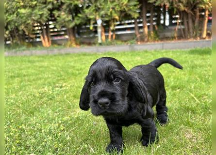 Cocker spaniel 2 Weibchen ,2 Rüden