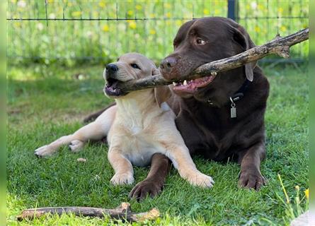 ABGABEBEREIT Labrador Welpen Arbeitslinie reinrassig