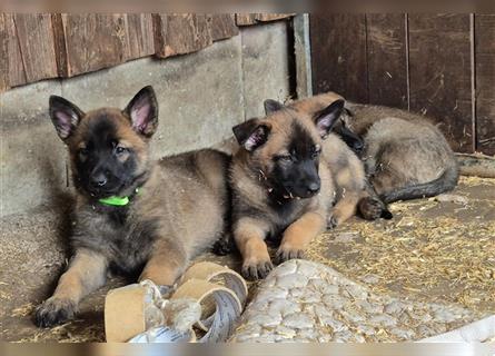 Malinoi x deutscher Schäferhund