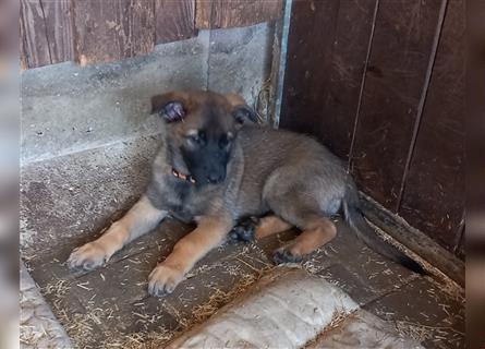 Malinoi x deutscher Schäferhund