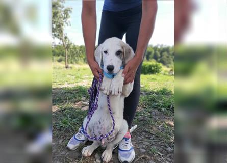 Der sanfte Loki sucht ein Zuhause, in dem er sich geborgen fühlen kann