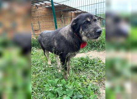 Der schnauzbärtige EMIL sucht ein Für Immer Zuhause