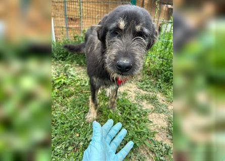 Der schnauzbärtige EMIL sucht ein Für Immer Zuhause