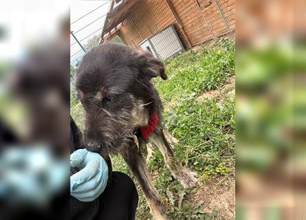 Der schnauzbärtige EMIL sucht ein Für Immer Zuhause