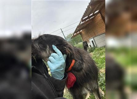 Der schnauzbärtige EMIL sucht ein Für Immer Zuhause