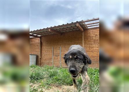 Der schnauzbärtige EMIL sucht ein Für Immer Zuhause