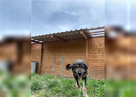 Der schnauzbärtige EMIL sucht ein Für Immer Zuhause