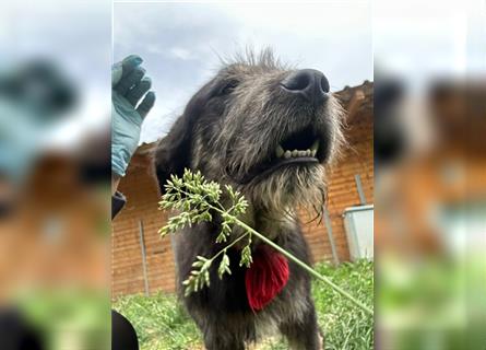 Der schnauzbärtige EMIL sucht ein Für Immer Zuhause