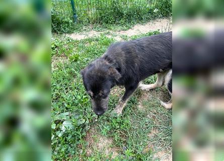 Der schnauzbärtige EMIL sucht ein Für Immer Zuhause