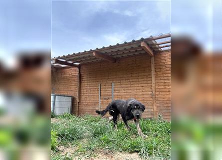 Der schnauzbärtige EMIL sucht ein Für Immer Zuhause