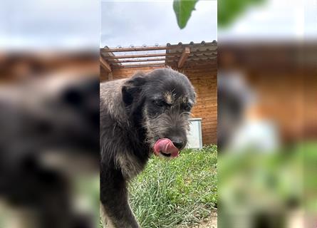 Der schnauzbärtige EMIL sucht ein Für Immer Zuhause