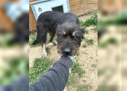 Die schnauzbärtige EGON sucht ein  Für Immer Zuhause