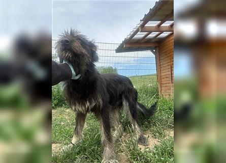 Die schnauzbärtige EGON sucht ein  Für Immer Zuhause