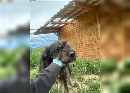 Die schnauzbärtige EGON sucht ein  Für Immer Zuhause