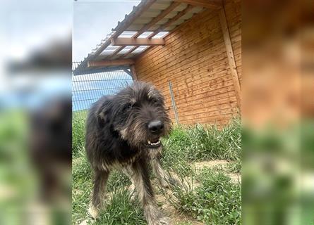 Die schnauzbärtige EGON sucht ein  Für Immer Zuhause