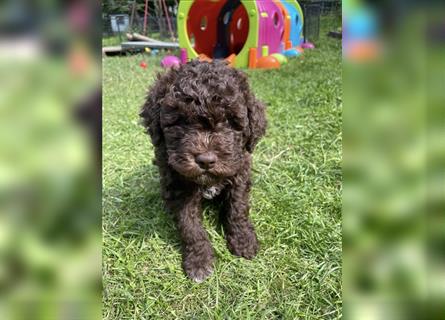 Lagotto Romagnolo - Welpen   -  1 Rüde sucht (wieder) ein tolles Zuhause