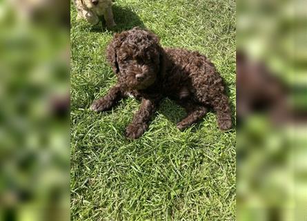 Lagotto Romagnolo - Welpen   -  1 Rüde sucht (wieder) ein tolles Zuhause