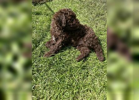 Lagotto Romagnolo - Welpen   -  1 Rüde sucht (wieder) ein tolles Zuhause