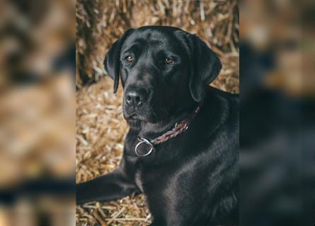 Wunderschöne schwarze Labrador Welpen vom Bauernhof