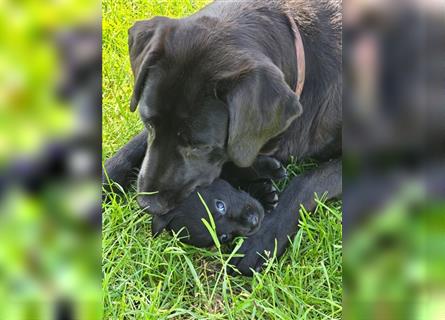 Wunderschöne schwarze Labrador Welpen vom Bauernhof