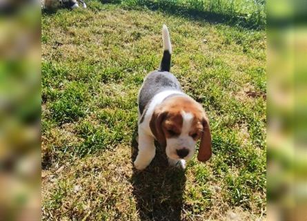 kräftige ,verspielte reinrassige Beagle Welpen suchen ab 3.Juli eine liebe Familie