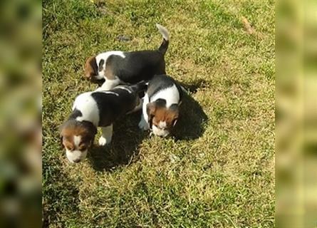 kräftige ,verspielte reinrassige Beagle Welpen suchen ab 4.Juli eine liebe Familie