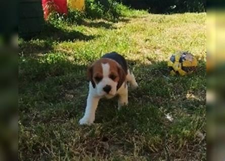 kräftige ,verspielte reinrassige Beagle Welpen suchen ab 4.Juli eine liebe Familie