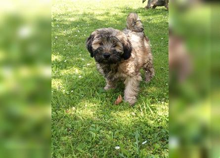 Tibet Terrier Welpen