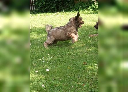 Tibet Terrier Welpen