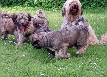 Tibet Terrier Welpen