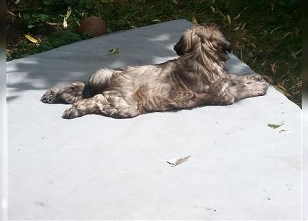 Tibet Terrier Welpen