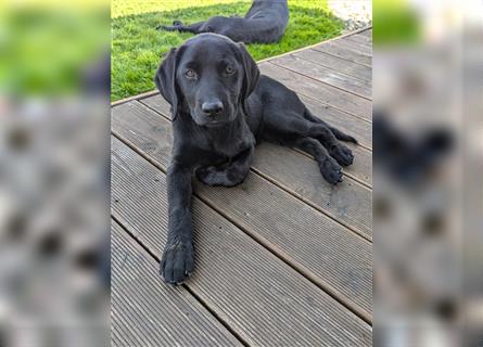 Labrador Welpen Arbeitlinie - Hündin