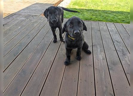 Labrador - Welpen - Hündin - Abgabebereit