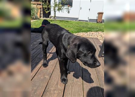 Labrador Welpen Arbeitlinie - Hündin