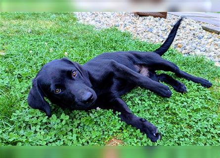 Labrador Welpen Arbeitlinie - Hündin