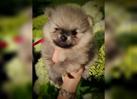 POMERANIAN WELPEN